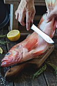 Woman s hands cutting raw fish grouper on wooden cutting board. With sliced lemon, rosemary and salt