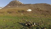 Antarctic fur seals, South Georgia