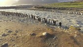 King penguins by meltwater stream