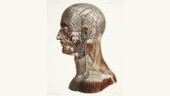 Head and neck anatomy, historical artwork