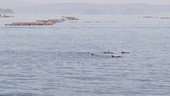 Bottlenose dolphins swimming in bay, Japan