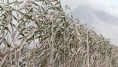 Volcanic ash on crops, Indonesia