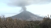 Volcanic ash on plants, Indonesia