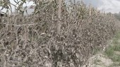 Volcanic ash on tomato plants, Indonesia