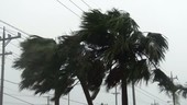 Palm trees in typhoon, Japan