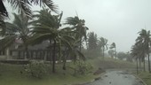 Palm trees in typhoon, Guam