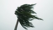 Palm tree in typhoon, Guam