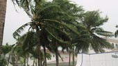 Palm trees in typhoon, Guam