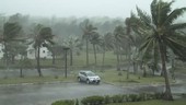 Palm trees in typhoon, Guam