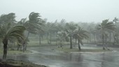 Palm trees in typhoon, Guam