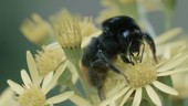 Red tailed bumblebee