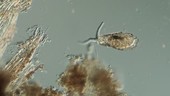Testate amoeba
