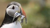 Puffin with fish