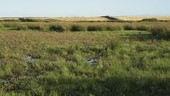 Heather on wetlands