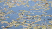 Leaves on water