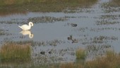 Swan and ducks on water