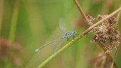 Dragonfly on stem