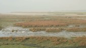 Wetlands scene