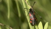 Five-spot burnet moth