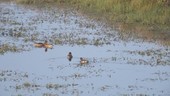 Ducks on water