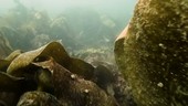 Swimming through kelp