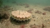 King scallop underwater