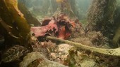 Seaweeds underwater
