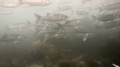 Sea bass shoal