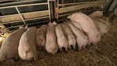 Pigs feeding