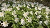 Wood anemone flowers