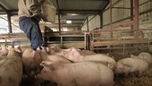 Pigs being fed