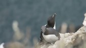 Guillemots on rocks