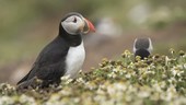 Two puffins