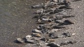 Grey seals on beach