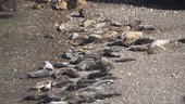 Grey seals on beach