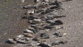 Grey seals on beach