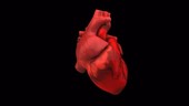 Human heart animation