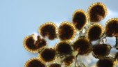 Fern sporangia releasing spores
