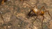 Army ant soldier guarding workers