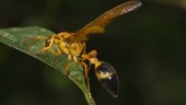 Wasp grazing on a leaf
