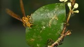 Wasp on a leaf