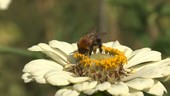 Common Carder Bee on Zinnia flower