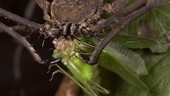 Tailless whip scorpion feeding