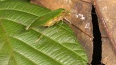 Tailless whip scorpion and prey