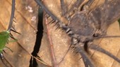 Tailless whip scorpion and prey