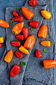 Sweet Crunchy Colorful Peppers on a Dark Grey Background