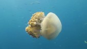 Jellyfish hitting camera