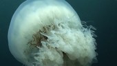 Animals sheltering in jellyfish