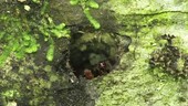 Ants in hole