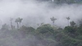 Mist covering rainforest, Ecuador